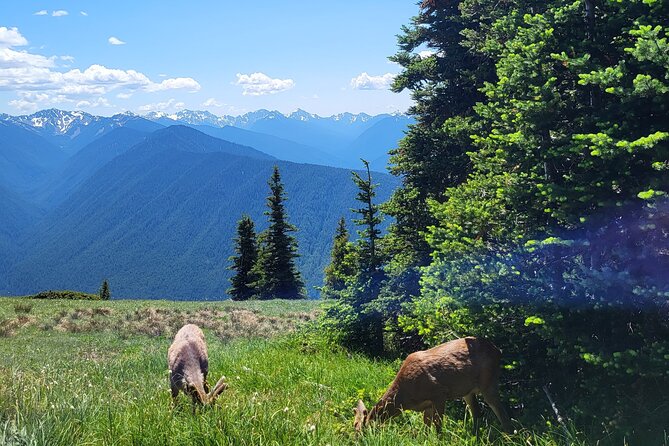 2 Day Mt Rainier All-Inclusive Small Group Tour - Day 2 Paradise Loop: Nisqually Glacier views, marmots, and Tatoosh Range energy