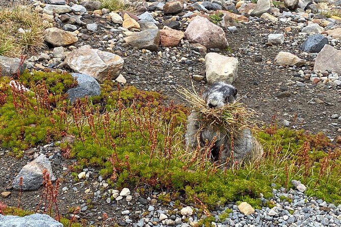 2 Day Mt Rainier All-Inclusive Small Group Tour - Henry M. Jackson Visitor Center: information that makes the trails click
