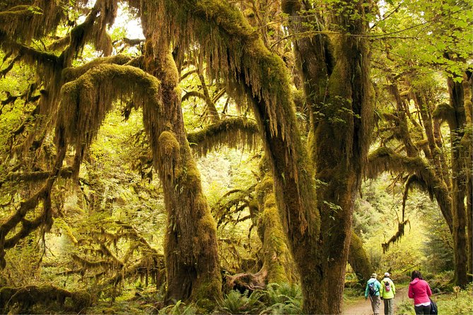 3 Days in Olympic National Park from Seattle: Silent Forest - Hoh Rainforest - Day 1: Lake Quinault’s old-growth calm and Kalaloch’s beachside night