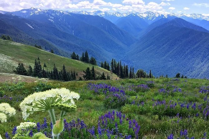 3 Days in Olympic National Park from Seattle: Silent Forest - Hoh Rainforest - Day 3: Lake Crescent waterfall stretch and Hurricane Ridge for deer and marmots