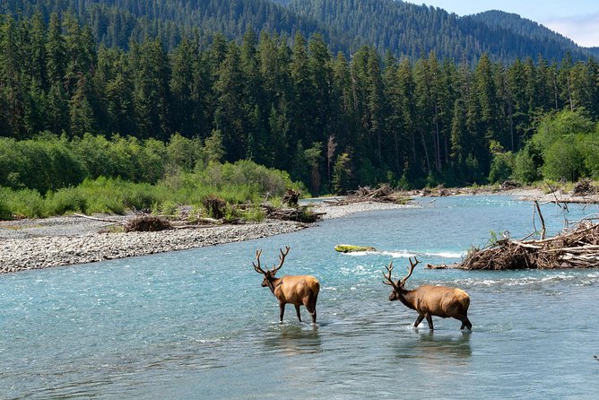 3 Days in Olympic National Park from Seattle: Silent Forest - Hoh Rainforest - Price and what you actually get for $2,895