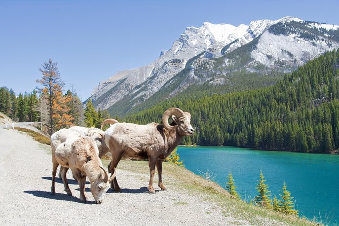 7-Day Small Group Tour: Canadian Rockies and National Parks - Day 2: Emerald Lake Trails, Lakeshore Cafe Time, and the Ride Over the Divide