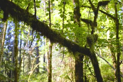 Bainbridge Island Serenity Forest Hike & Cultural Landmarks Tour