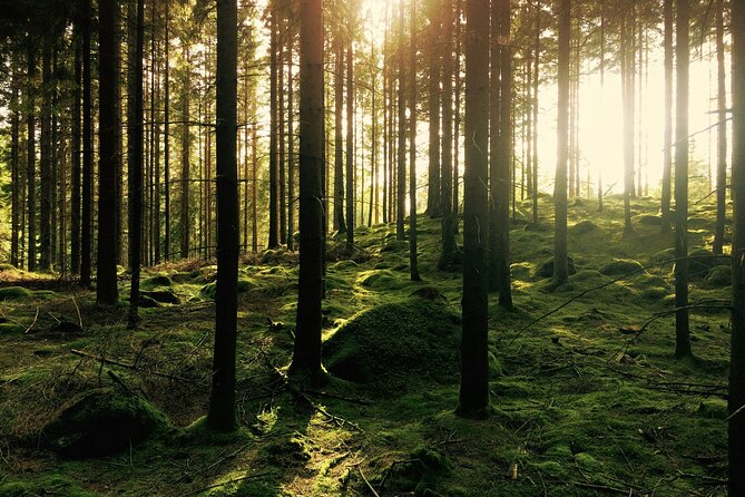 Bainbridge Island Serenity Forest Hike & Cultural Landmarks Tour - Who Should Book This Tour (and Who Might Skip It)