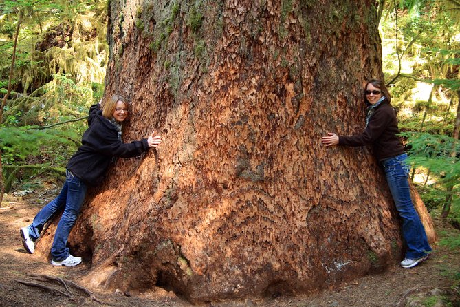 Best of Olympic National Park from Seattle: All-Inclusive Small-Group Day Tour - Seattle to Bainbridge Island: the ferry start that sets the mood