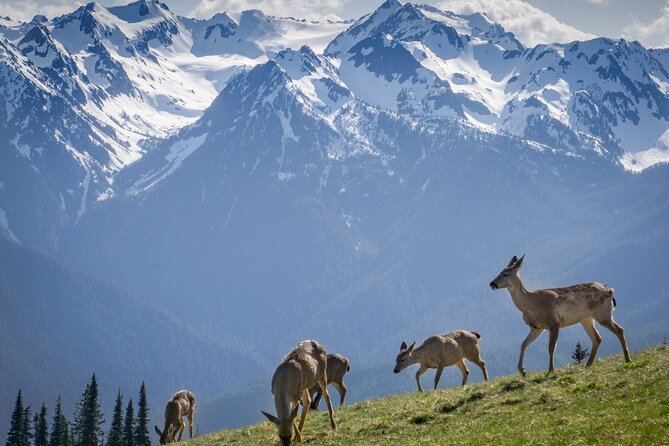 Explore Olympic National Park from Seattle through Van /Ferry - Price and logistics: is $335 per person good value?