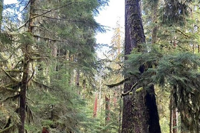 Forks Town, Twilight Movie, Olympic Small Group 1 Day Tour - Guide Matters: The Jennifer Factor and Why It Improves the Tour