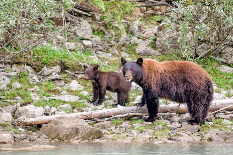 From Seattle: Canadian Rockies 7–Day National Parks Tour - Yoho National Park to Banff: Emerald Lake time and Rogers Pass drama