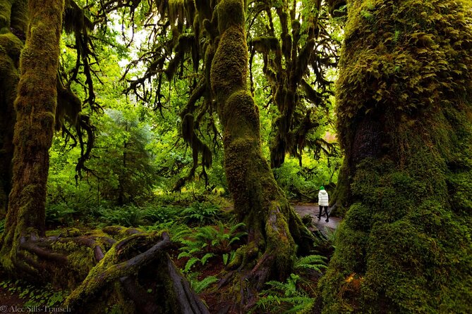 From Seattle Hoh rain forest and Olympic National Park Highlight - Lake Crescent: A Photo-First Break With History You Can Actually Use