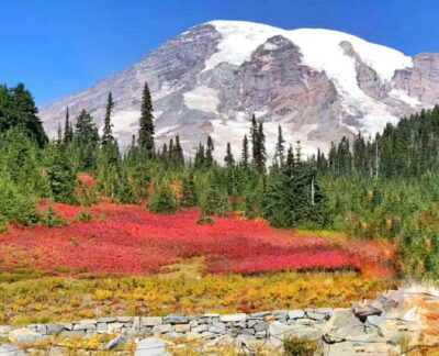 Mount Rainier Guided Day Tour