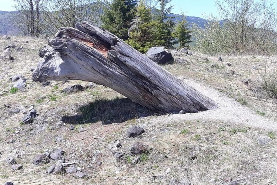From Seattle: Mount Saint Helens Monument Private Day Trip - Forest Learning Center: the return of life after catastrophe