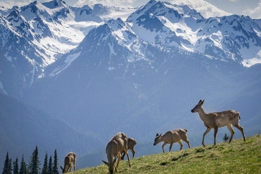 From Seattle: Olympic National Park Full Day Tour - The big idea: a full-day Olympic National Park sampler done right