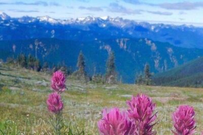 Olympic National Park Full Day Tour