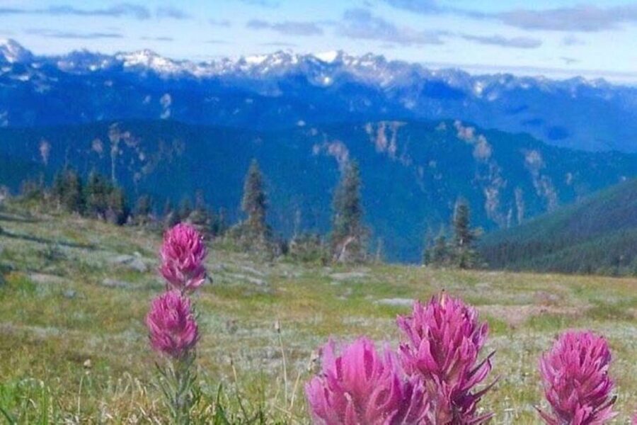 From Seattle: Olympic National Park Full Day Tour - Seattle pickup to Bainbridge Island ferry ride: start like you mean it