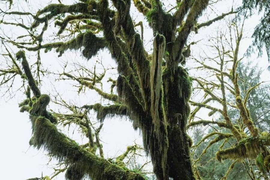 From Seattle: Twilight Forks Washington Tour - How the Seattle to Forks loop works (9 hours, ferry, and small-group pace)