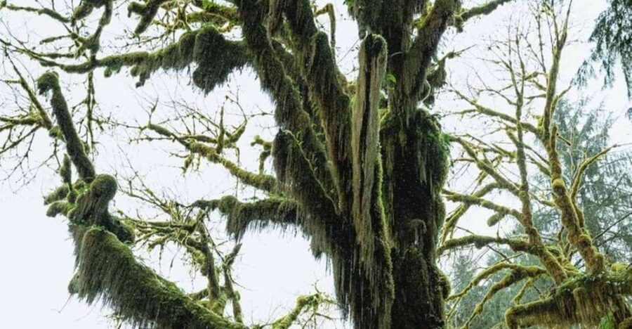 From Seattle: Twilight Forks Washington Tour - Lake Crescent: the park hit you get without overnight plans