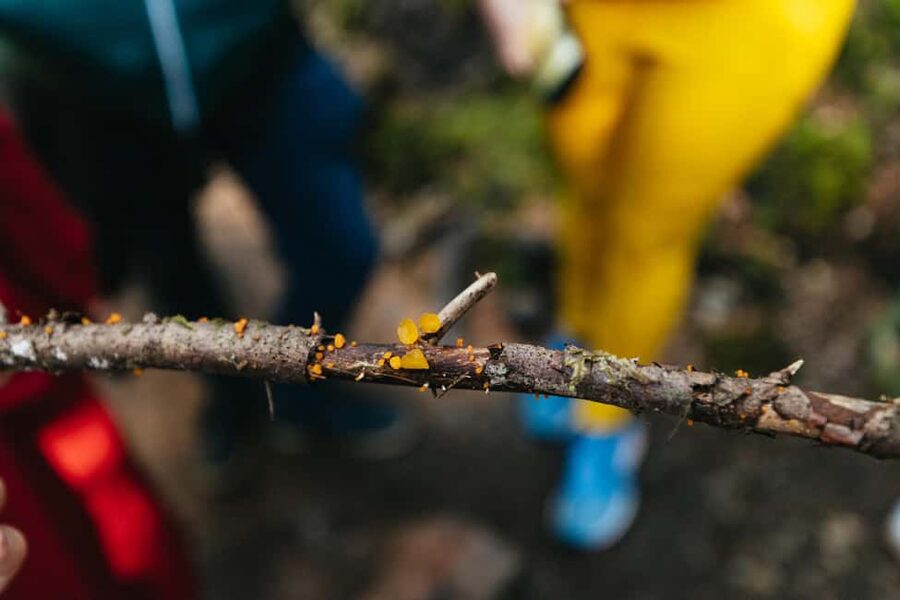From Seattle: Visit Snoqualmie Falls and Hike to Twin Falls - Who this tour suits best (and who may want another plan)