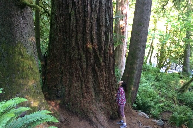 Guided forest hike to Seattle waterfalls incl. Snoqualmie Falls - What this tour does best: waterfalls plus a forest you can feel