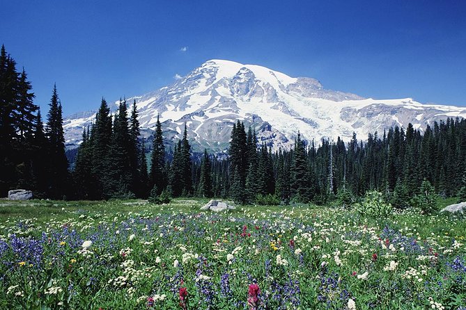 Mt. Rainier Day Tour from Seattle - Narada Falls and Christine Falls Viewpoint: Quick Waterfall Hits