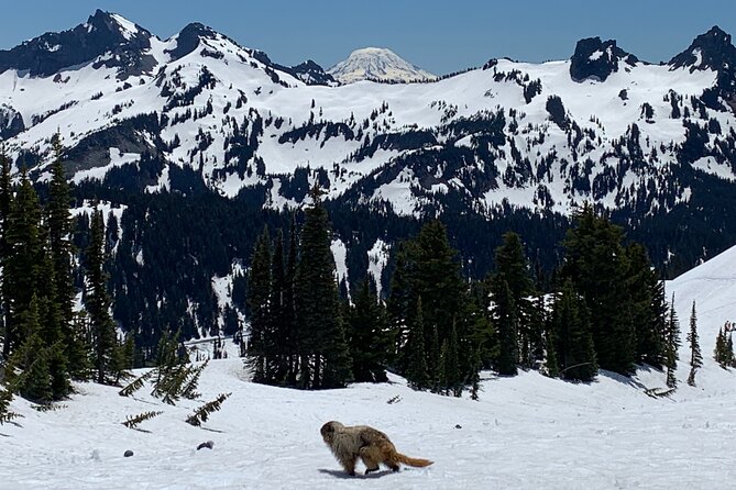 Mt. Rainier highlights - old forest, falls and glaciers - A smooth Seattle start, then straight into Rainier country