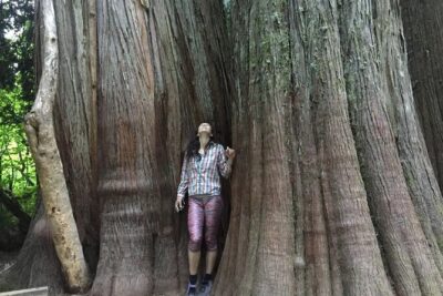 Mt. Rainier highlights – old forest, falls and glaciers