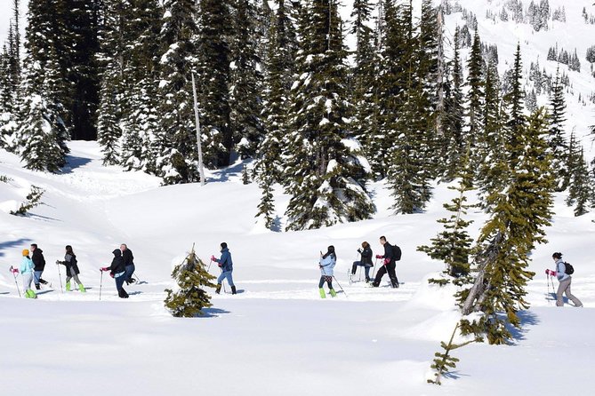 Mt. Rainier National Park Highlights Tour - Longmire Museum and the Paradise and Volcanology Story