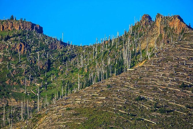 Mt. St. Helens National Monument from Seattle: All-Inclusive Small-Group Tour - Coldwater Lake boardwalk: a scenic reset with an easy win