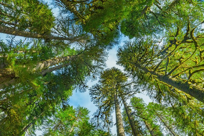 Olympic National Park Day Tour from Seattle - Lake Crescent and the Marymere Falls Trail Options