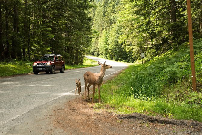 Olympic National Park Day Tour from Seattle - Sol Duc Falls: Optional Waterfall Time, Rain Forest Vibes, and Hot Springs If You Want