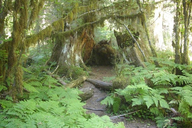 Olympic Peninsula and Forest Tour - Quick Hits Before You Go