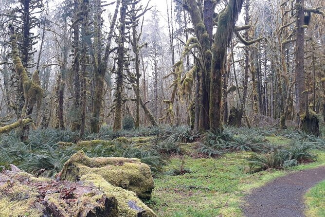Olympic Peninsula and Forest Tour - Olympic Peninsula, Quinault Rainforest, and the Art of Going Slow