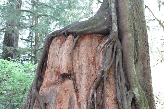 Olympic Peninsula and Forest Tour - From Seattle to the State Capitol Stop and Quick Personal Breaks