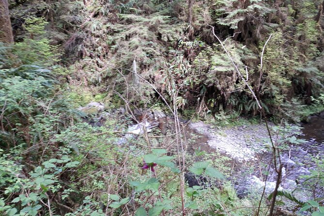Olympic Peninsula and Forest Tour - Food and Breaks: Lunch Included, plus Coffee and Grocery Options