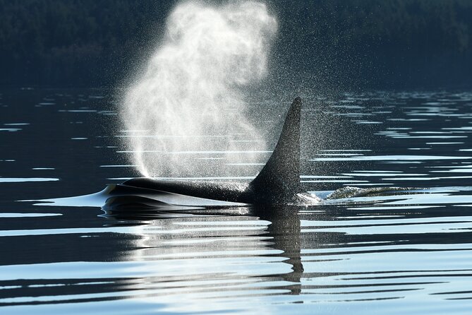 Only Wildlife and Whale Watching Tour Leaving from Seattle - Key Highlights You Should Know Before You Go