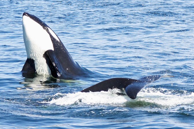 Only Wildlife and Whale Watching Tour Leaving from Seattle - Pier 69 Meets the Salish Sea: Your Seattle Start