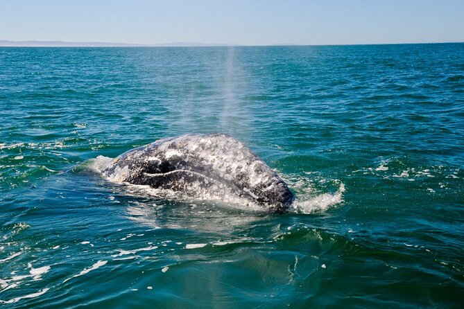 Only Wildlife and Whale Watching Tour Leaving from Seattle - The Salish Sea Wildlife Hunt: What You’re Really Aiming For