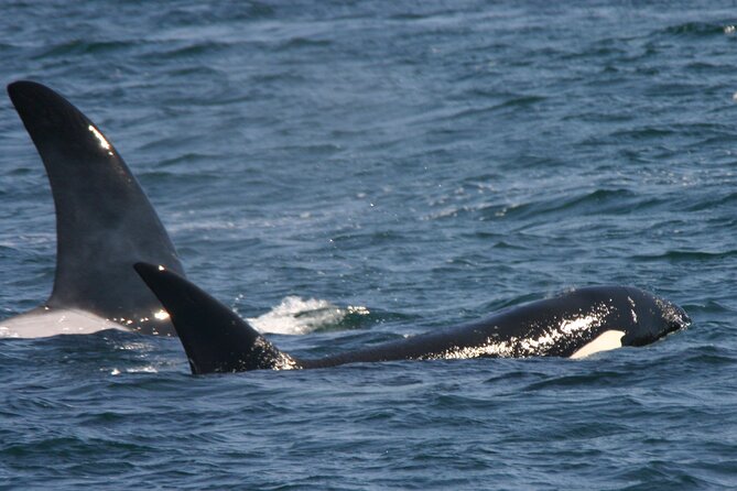 Only Wildlife and Whale Watching Tour Leaving from Seattle - How Long Should You Plan for, Really?