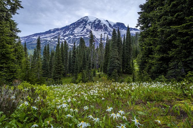 Private Mt Rainier National Park Day Trip from Seattle - Stop 3: Longmire Museum, native culture, and ranger-led details