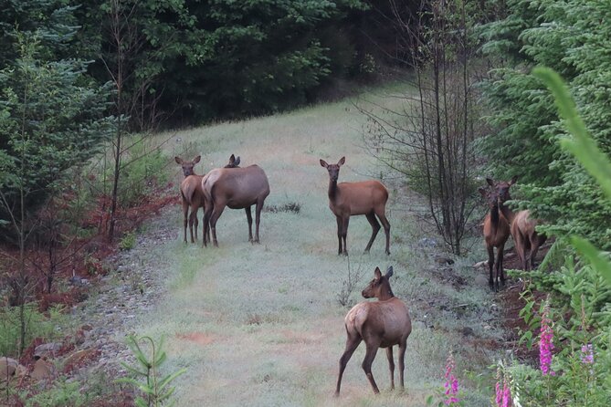 Private Mt Rainier National Park Tour in SUV - Stop 3: Henry M. Jackson Visitor Center and Paradise Views