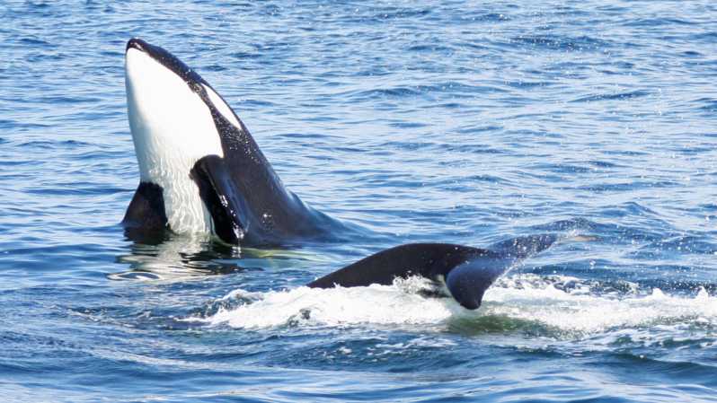 Seattle: Half-Day Wildlife and Whale Watching Cruise - Key highlights worth planning for