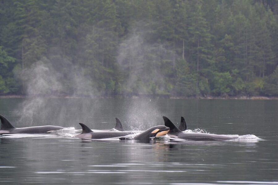Seattle: Half-Day Wildlife and Whale Watching Cruise - Pier 69 logistics: how to start smoothly and not waste daylight