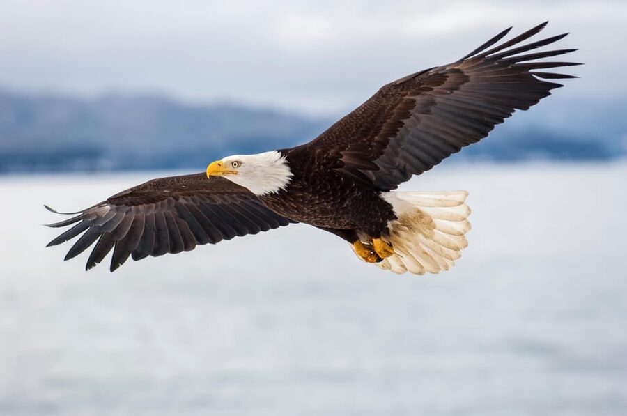 Seattle: Half-Day Wildlife and Whale Watching Cruise - Onboard naturalist: why the commentary is part of the value