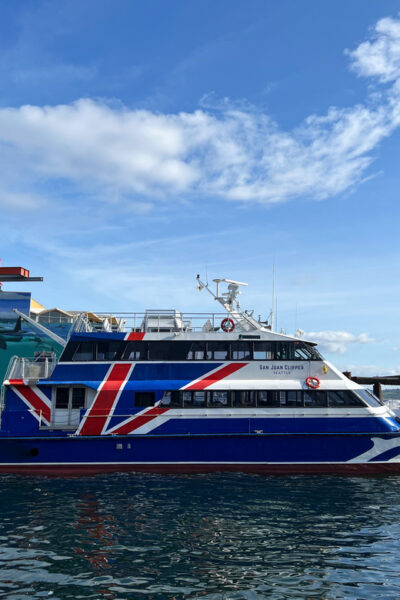 Half-Day Wildlife and Whale Watching Cruise