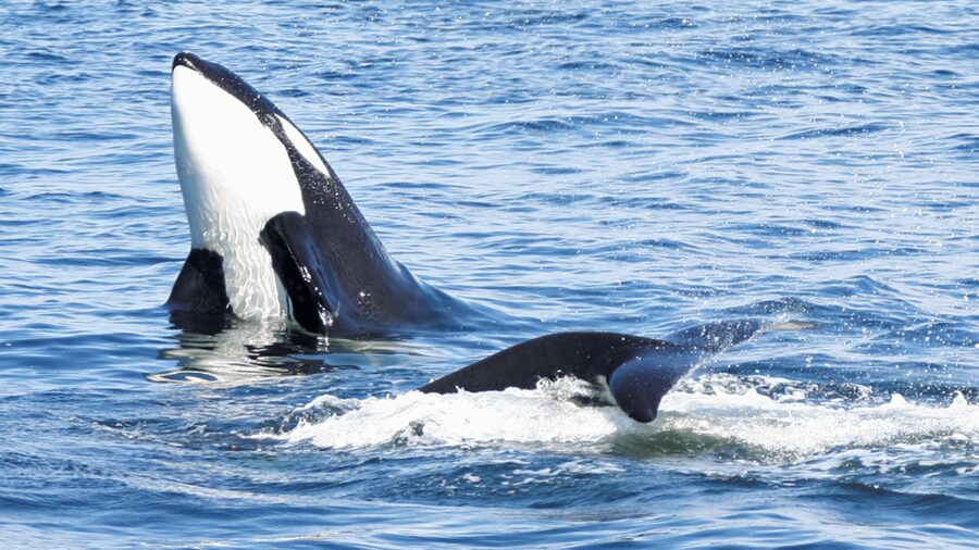 Seattle: Half-Day Wildlife and Whale Watching Cruise - Where to sit, and how to hear the guide: window seats, noise, crowds