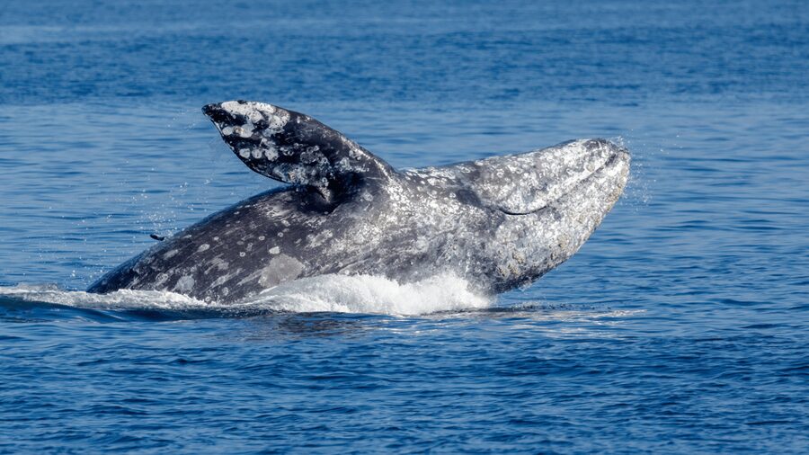 Seattle: Half-Day Wildlife and Whale Watching Cruise - Food, photos, and onboard extras: what to budget for