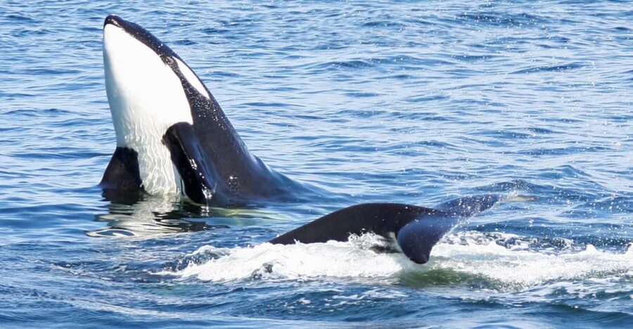 Seattle: Half-Day Wildlife and Whale Watching Cruise - When whales are hard to find: how to manage a foggy or slow day