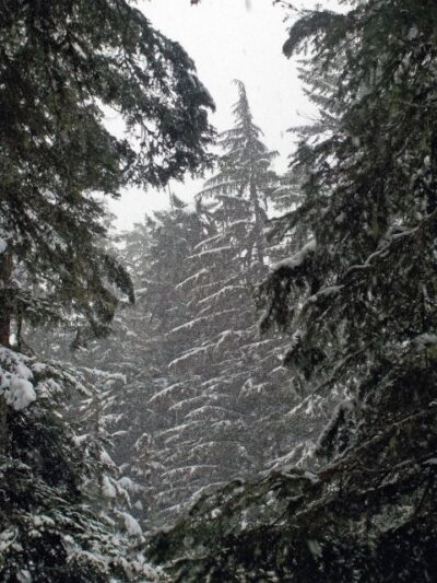 Longmire in Mount Rainier Winter Day Tour