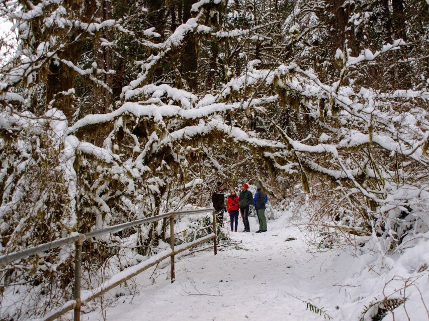 Seattle: Longmire in Mount Rainier Winter Day Tour - Rainier and the Cascades: Natural History That Makes the Trees Make Sense