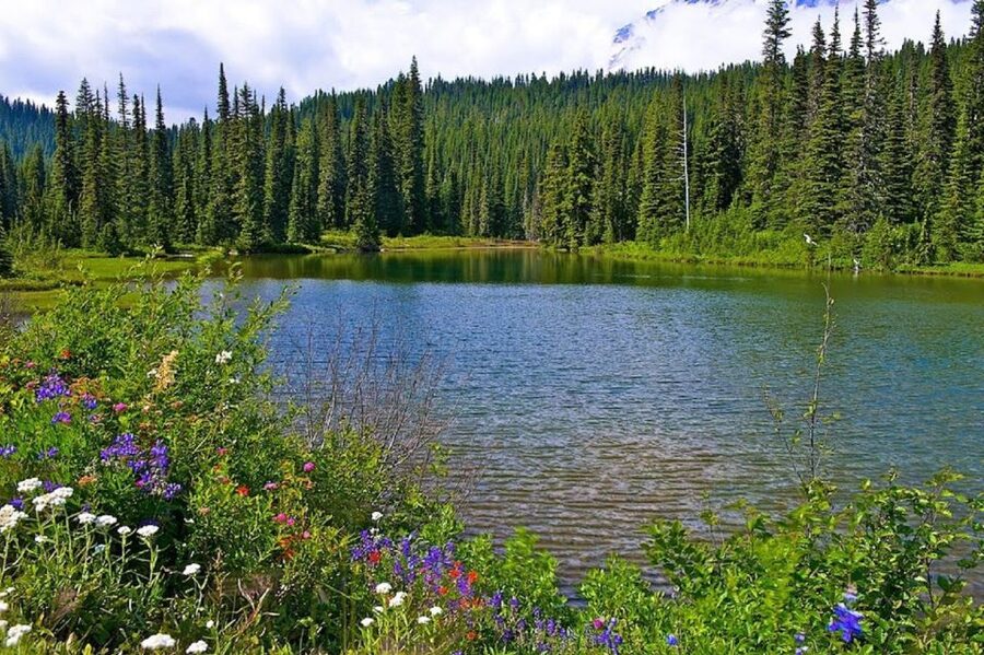 Seattle: Mount Rainier Park All-Inclusive Small Group Tour - Snowshoe Time When Winter Locks the Trails (November to May)