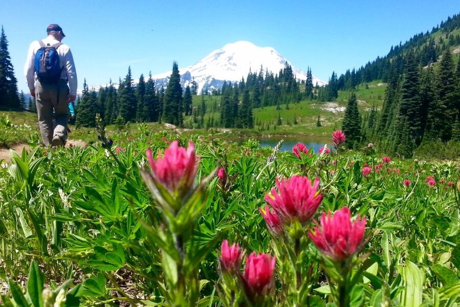 Seattle: Mount Rainier Park All-Inclusive Small Group Tour - Wildlife and Photo Stops: How to See More Than Just Peaks